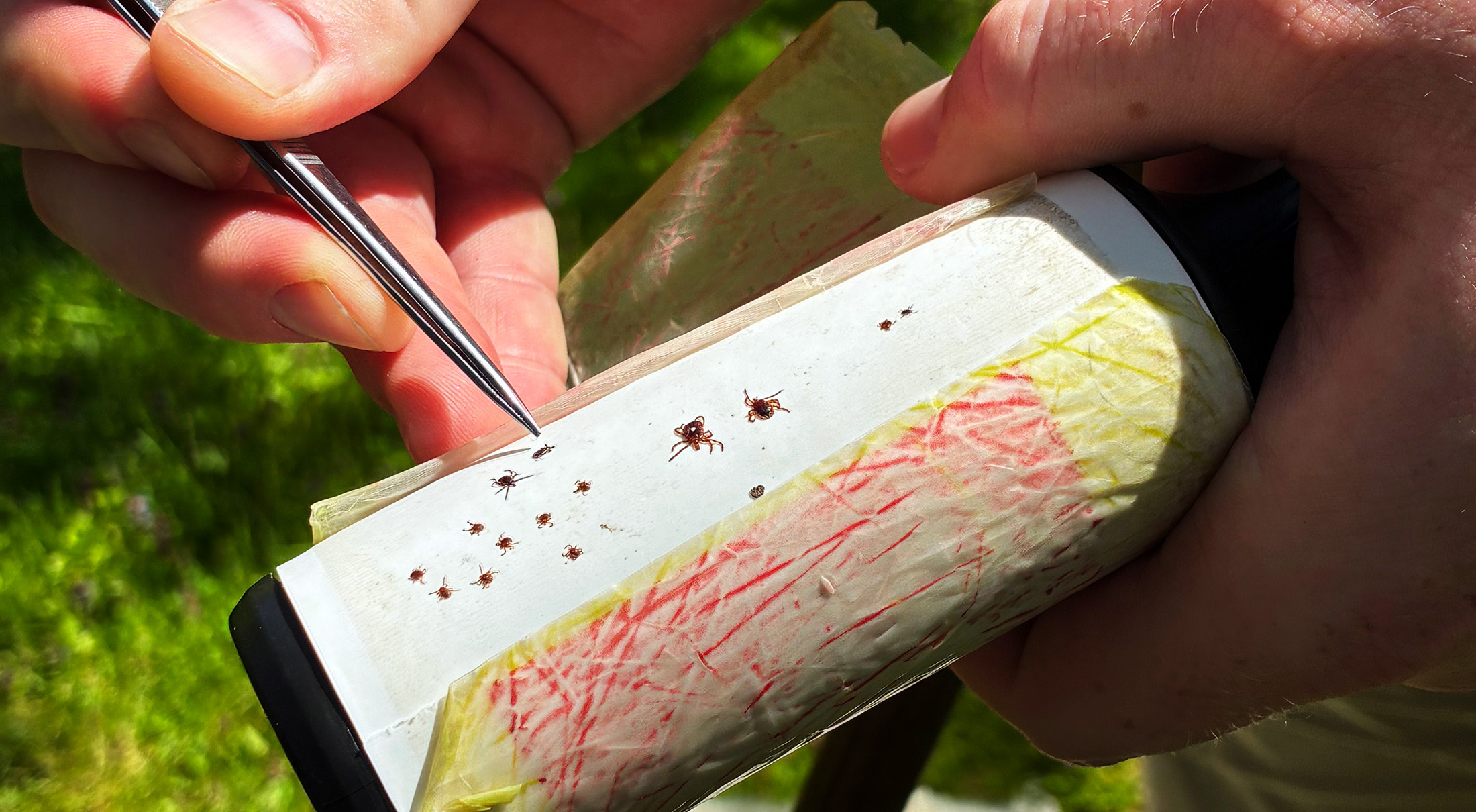 Close-up of a lint roller with ticks stuck to it