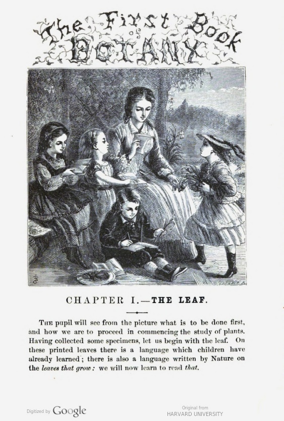 Pages from The First Book of Botany, Designed to Cultivate the Observing Powers of Children (1870)