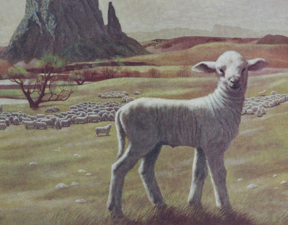 illustration of sheep in a meadow