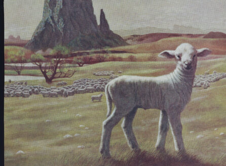 illustration of sheep in a meadow