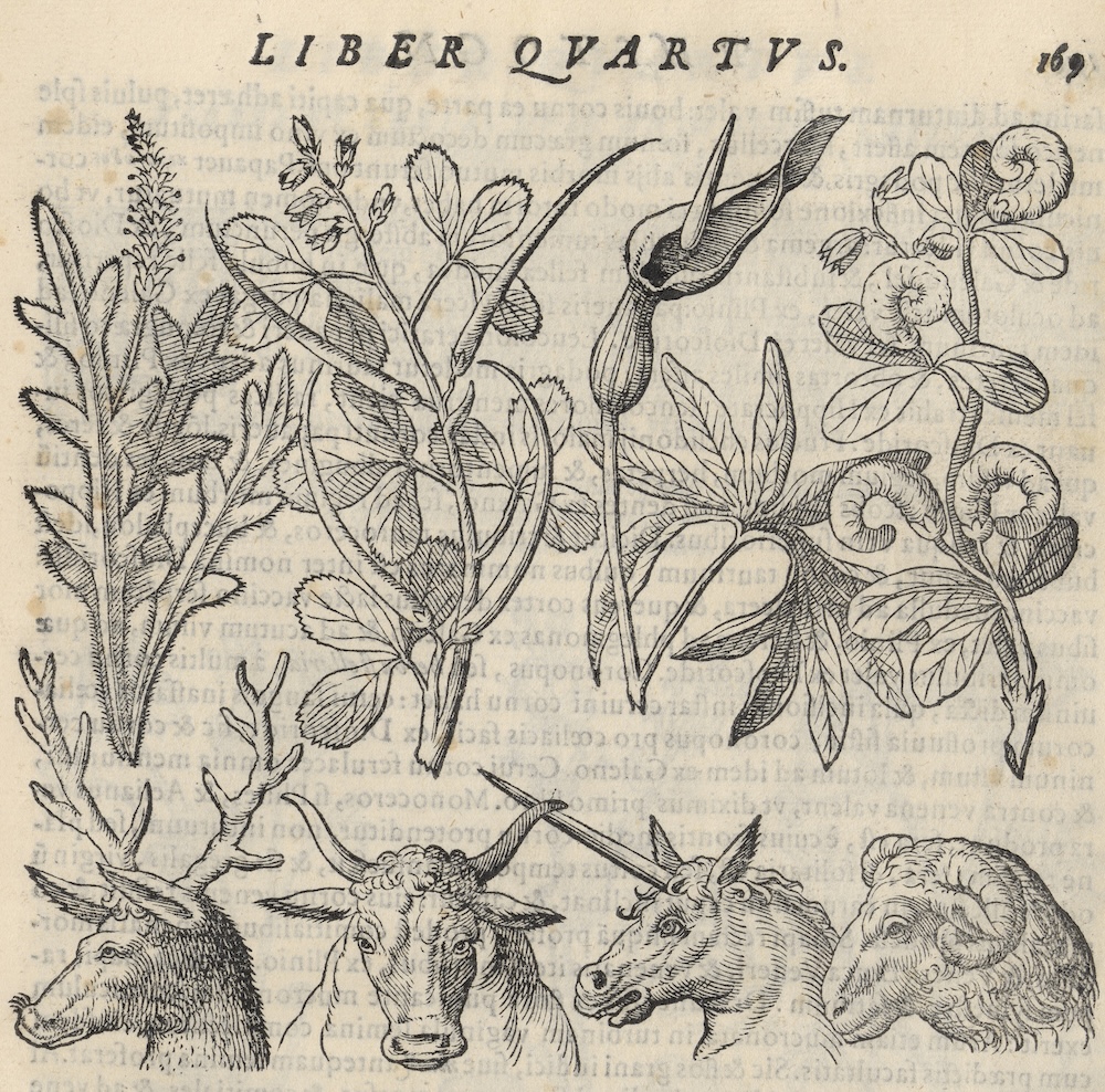 illustration of plants and animals from an old book