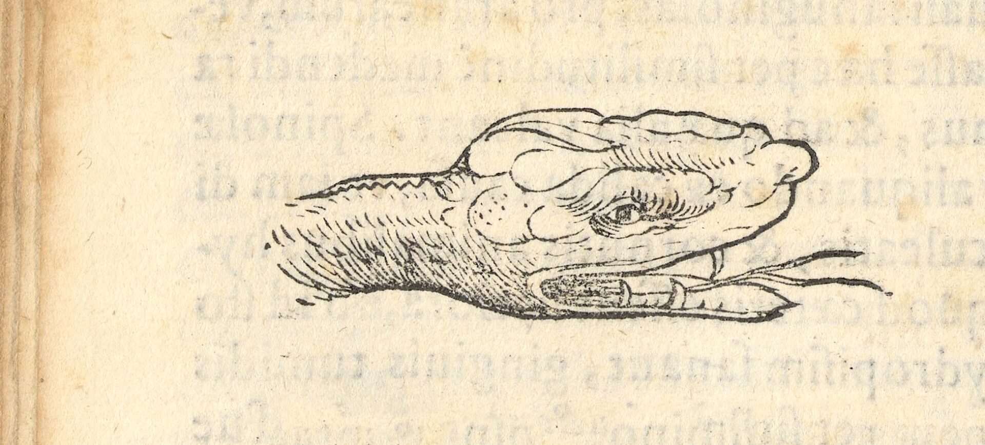 illustration of a snake from an old book