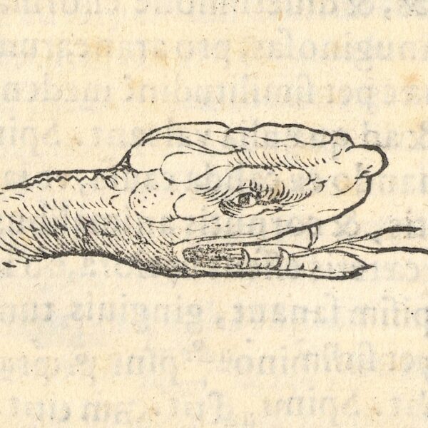 illustration of a snake from an old book